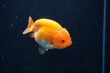 Juvenile Ranchu  Red White 3 Inch (ID#408R9b-52) Free2Day SHIPPING