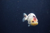 Juvenile Ranchu  Calico 3.5 Inch (ID#1217R9b-56) Free2Day SHIPPING