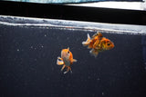 2Pack Thai Oranda   2 Inch (ID#1105ToPTD-12) Free2Day SHIPPING