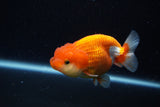 Juvenile Lionchu  Red White 3.5 Inch (ID#1129R11a-12) Free2Day SHIPPING