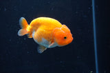 Juvenile Ranchu  Red White 3 Inch (ID#408R9b-52) Free2Day SHIPPING