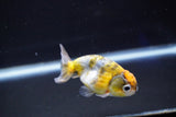 Baby Ranchu  Calico 3 Inch (ID#827R13c-26) Free2Day SHIPPING