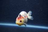 Juvenile Ranchu  Calico 3.5 Inch (ID#1217R9b-56) Free2Day SHIPPING