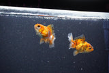 2Pack Thai Oranda   2 Inch (ID#1105ToPTD-12) Free2Day SHIPPING