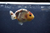 Juvenile Ranchu  Calico 3.5 Inch (ID#1217R9b-56) Free2Day SHIPPING