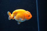 Juvenile Ranchu  Red White 3 Inch (ID#408R9b-52) Free2Day SHIPPING