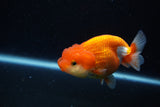 Juvenile Lionchu  Red White 3.5 Inch (ID#1129R11a-12) Free2Day SHIPPING