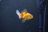 2Pack Thai Oranda   2 Inch (ID#1105ToPTD-12) Free2Day SHIPPING