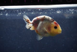 Juvenile Ranchu  Calico 3.5 Inch (ID#1217R9b-56) Free2Day SHIPPING