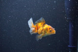 2Pack Thai Oranda   2 Inch (ID#1105ToPTD-12) Free2Day SHIPPING