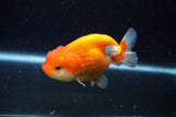 Juvenile Lionchu  Red White 3.5 Inch (ID#1129R11a-12) Free2Day SHIPPING