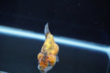 Baby Ranchu  Calico 2.5 Inch (ID#827R13c-27) Free2Day SHIPPING