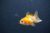 2Pack Thai Oranda   2 Inch (ID#1105ToPTD-12) Free2Day SHIPPING