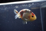 Juvenile Ranchu  Calico 3.5 Inch (ID#1217R9b-56) Free2Day SHIPPING