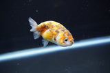 Baby Ranchu  Calico 2.5 Inch (ID#827R13c-27) Free2Day SHIPPING