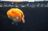 Juvenile Ranchu  Red White 3 Inch (ID#408R9b-52) Free2Day SHIPPING
