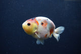 Juvenile Ranchu  Calico 3.5 Inch (ID#1217R9b-56) Free2Day SHIPPING