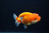 Juvenile Lionchu  Red White 3.5 Inch (ID#1129R11a-12) Free2Day SHIPPING