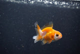 2Pack Thai Oranda   2 Inch (ID#1105ToPTD-12) Free2Day SHIPPING