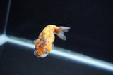 Baby Ranchu  Calico 2.5 Inch (ID#827R13c-27) Free2Day SHIPPING