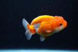 Juvenile Lionchu  Red White 3.5 Inch (ID#1129R11a-12) Free2Day SHIPPING