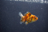 2Pack Thai Oranda   2 Inch (ID#1105ToPTD-12) Free2Day SHIPPING