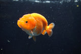 Juvenile Ranchu  Red White 3 Inch (ID#408R9b-52) Free2Day SHIPPING