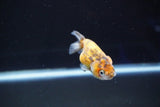 Baby Ranchu  Calico 2.5 Inch (ID#827R13c-27) Free2Day SHIPPING