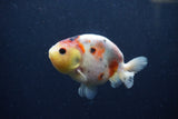 Juvenile Ranchu  Calico 3.5 Inch (ID#1217R9b-56) Free2Day SHIPPING