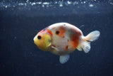 Juvenile Ranchu  Calico 3.5 Inch (ID#1217R9b-56) Free2Day SHIPPING