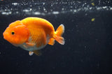 Juvenile Ranchu  Red White 3 Inch (ID#408R9b-52) Free2Day SHIPPING