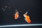 2Pack Thai Oranda   2 Inch (ID#1105ToPTD-13) Free2Day SHIPPING