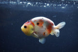 Juvenile Ranchu  Calico 3.5 Inch (ID#1217R9b-56) Free2Day SHIPPING