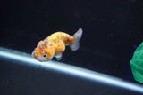 Baby Ranchu  Calico 2.5 Inch (ID#827R13c-27) Free2Day SHIPPING