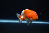 Juvenile Lionchu  Red White 3.5 Inch (ID#1129R11a-13) Free2Day SHIPPING