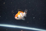 2Pack Thai Oranda   2 Inch (ID#1105ToPTD-13) Free2Day SHIPPING