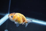 Baby Ranchu  Calico 2.5 Inch (ID#827R13c-27) Free2Day SHIPPING