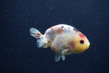 Juvenile Ranchu  Calico 3.5 Inch (ID#1217R9b-56) Free2Day SHIPPING