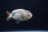 Ranchu  Lavender 3.5 Inch (ID#218R8c-56) Free2Day SHIPPING