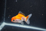 2Pack Thai Oranda   2 Inch (ID#1105ToPTD-13) Free2Day SHIPPING