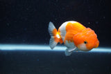 Juvenile Lionchu  Red White 3.5 Inch (ID#1129R11a-13) Free2Day SHIPPING