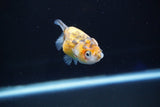 Baby Ranchu  Calico 2.5 Inch (ID#827R13c-27) Free2Day SHIPPING