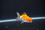 2Pack Thai Oranda   2 Inch (ID#1105ToPTD-13) Free2Day SHIPPING