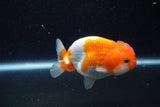 Juvenile Lionchu  Red White 3.5 Inch (ID#1129R11a-13) Free2Day SHIPPING