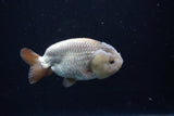 Ranchu  Lavender 3.5 Inch (ID#218R8c-56) Free2Day SHIPPING