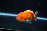 Juvenile Lionchu  Red White 3.5 Inch (ID#1129R11a-13) Free2Day SHIPPING