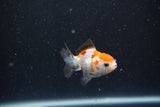 2Pack Thai Oranda   2 Inch (ID#1105ToPTD-13) Free2Day SHIPPING