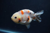 Juvenile Ranchu  Calico 3.5 Inch (ID#1217R9b-57) Free2Day SHIPPING