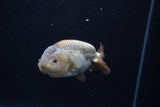 Ranchu  Lavender 3.5 Inch (ID#218R8c-56) Free2Day SHIPPING