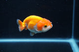 Juvenile Ranchu  Red White 3 Inch (ID#408R9b-53) Free2Day SHIPPING